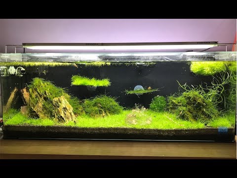 Innovative Marine Nuvo 20 Shrimp Tank Start Up
