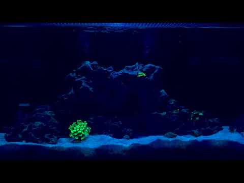Innovative Marine Nuvo 20