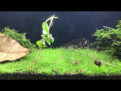 Innovative Marine Nuvo 24 Crystal Red/Black Shrimp Tank