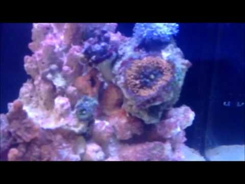 Innovative Marine Nuvo 4 Gallon