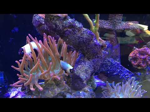 Innovative Marine Nuvo 40 7.20.19