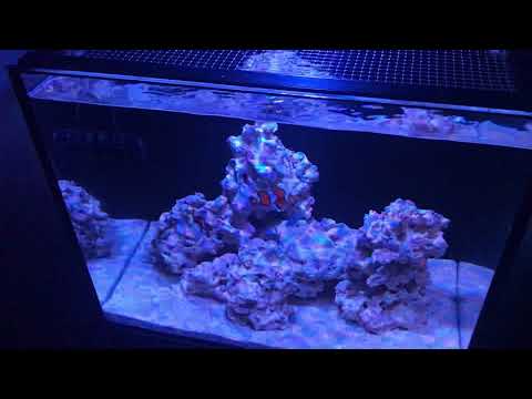 Innovative Marine Nuvo 40 Fish in the tank! 7-5-2019 week 1 Update