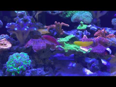 Innovative Marine NUVO 40 gallon reef tank 8 month update