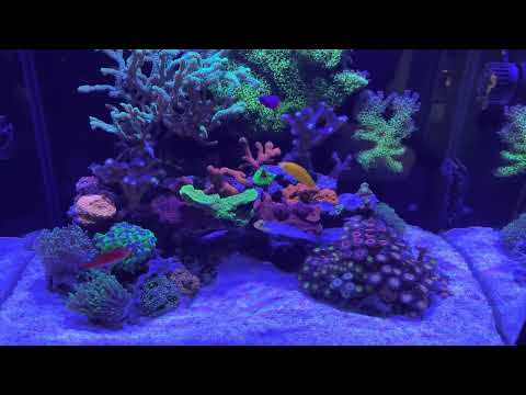 Innovative Marine NUVO 40 Reef Tank ONE YEAR UPDATE