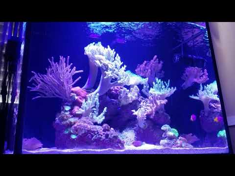 Innovative marine nuvo 40 short update