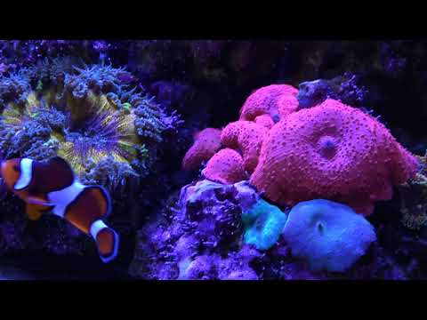 Innovative Marine Nuvo 40 Update 4