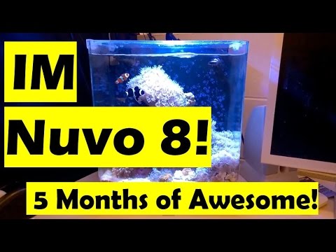 Innovative Marine Nuvo 8. Five months of Awesome.