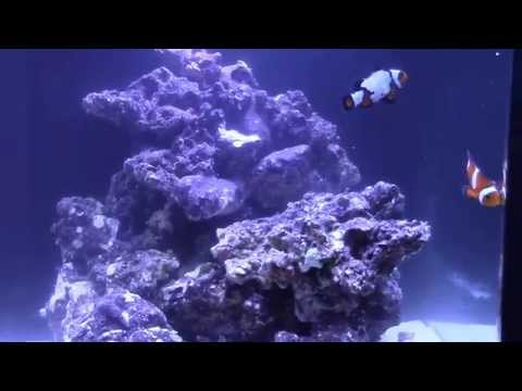 INNOVATIVE MARINE NUVO 8 GALLON