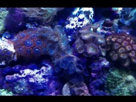 Innovative Marine Nuvo 8