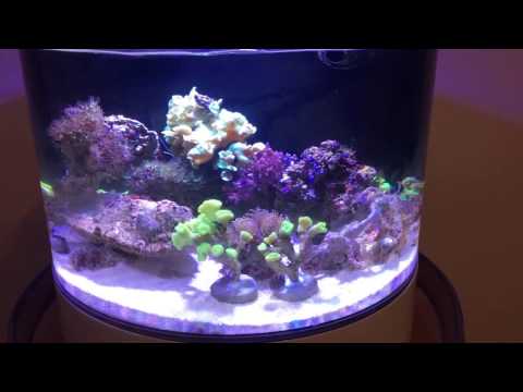 Innovative Marine nuvo Concept Atoll (Nanoriff, Reef)