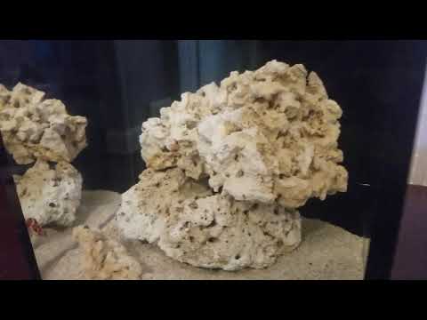 Innovative Marine Nuvo Fusion 10 Pro review and Nano Reef setup