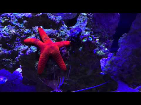 Innovative Marine Nuvo Fusion 20 Nano Reef 2 Half Month Update