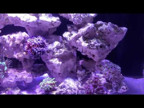 Innovative Marine, Nuvo Fusion Pro 20 AIO (3-24-2021)