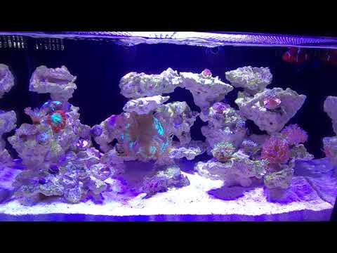 Innovative Marine, Nuvo Fusion Pro 20 AIO (4-02-2021)