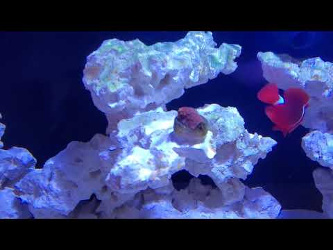 Innovative Marine, Nuvo Fusion Pro 20 AIO Aquarium