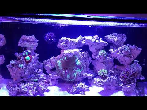 Innovative Marine, Nuvo Fusion Pro 20 AIO Aquarium (4-15-2021 update)