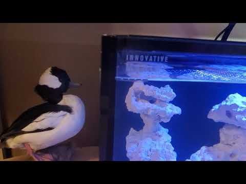 Innovative Marine, Nuvo Fusion Pro 20 AIO Aquarium