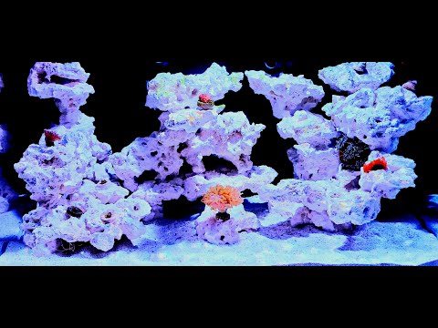 Innovative Marine, Nuvo Fusion Pro 20 AIO Aquarium (Clean up Crew)