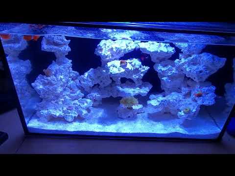 Innovative Marine, Nuvo Fusion Pro 20 AIO Aquarium (Coral update)