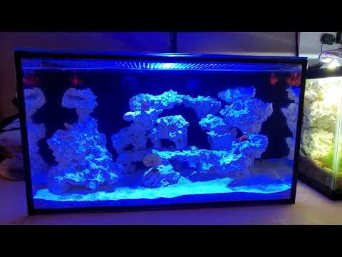 Innovative Marine, Nuvo Fusion Pro 20 AIO Aquarium (Finally enough Algae to order the Clean-up-Crew)
