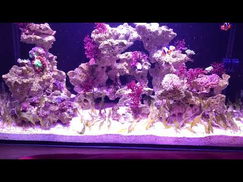 Innovative Marine, Nuvo Fusion Pro 20 AIO Aquarium