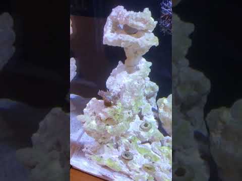 Innovative Marine, Nuvo Fusion Pro 20 AIO