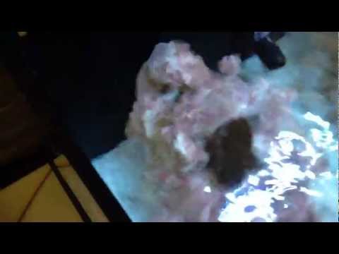 Innovative Marine Nuvo Pico office tank