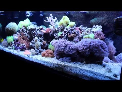 Innovative Marine Nuvo SR-80 1 year update!