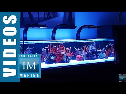 Innovative Marine NUVO SR Series 60, 80 & 120 Gallon Aquarium