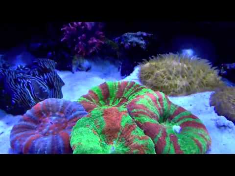 Innovative Marine SR-120 gallon REEF TANK TOUR