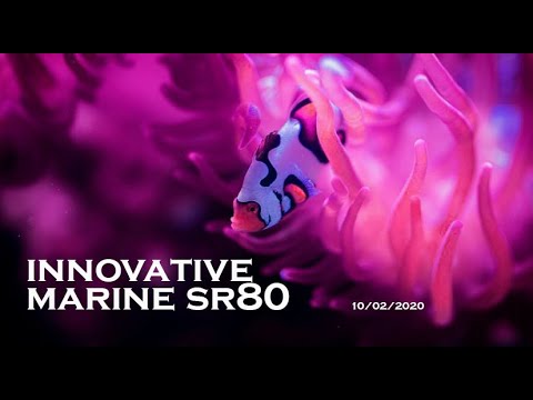 Innovative Marine SR80 10022020 Rose Bubble Tip Anemone