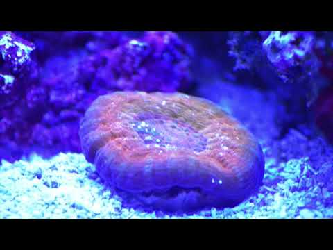Innovative Marine SR80 Life Cycle Compilation