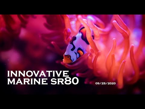 Innovative Marine SR80 / Rose Bubble Tip Anemone (RBTA)