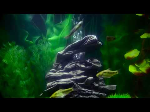 Inside my Biorb 30 fish tank ?