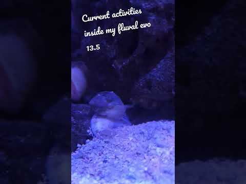 Inside my fluval evo 13.5 saltwater tank #shorts