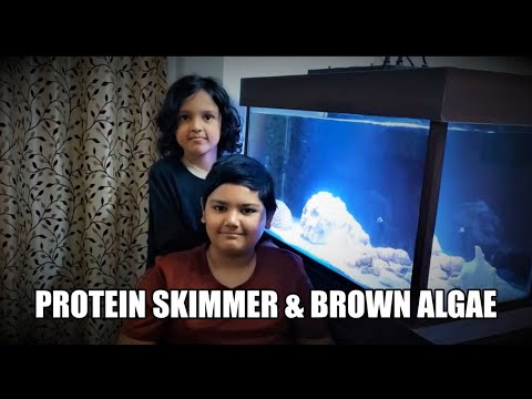 Installing Reef Octopus Classic 150 Skimmer, Brown Algae (Diatoms) & Adding Molly in Marine Aquarium