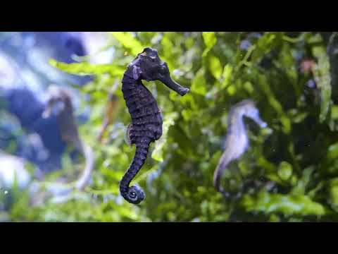 Is A Seahorse A Horse? | Ocean Animal Adaptations for Kindergarten | Marine Farm Videos Is A Seahorse A Horse? | Ocean Animal Adaptations for Kindergarten | Marine Farm Videos