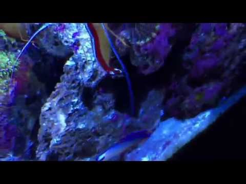 JBJ 24 gallon Kessil A160WE tuna blue Nov.