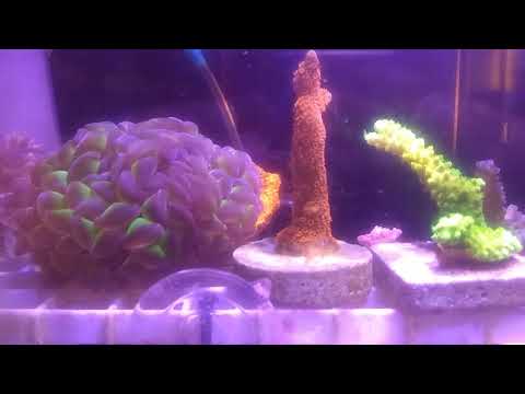 Jbj 6gallon reef powered by kessil A80 mixed reef