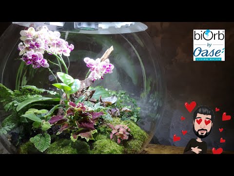 Je test le terrarium Biorb Air 60 de chez Oase