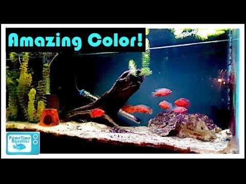 Jewel Cichlid Breeding and Care