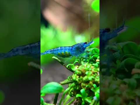 Just a preggo blue shrimp?#shrimp #shortvideo #viral #tiktok