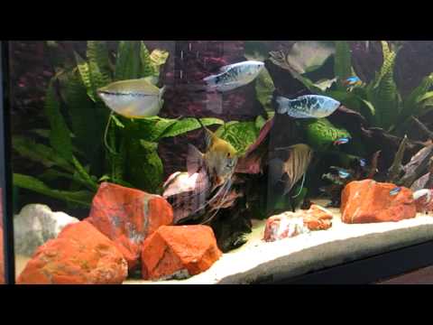 Juwel 160 liter  Aquarium