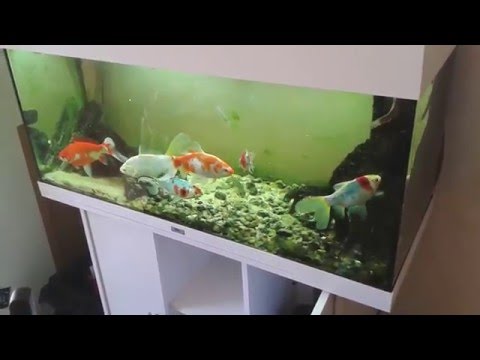 Juwel 240 (240l  aquarium) and Fluval 205 external filter setup (goldfish, weatherloach & gudgeon)