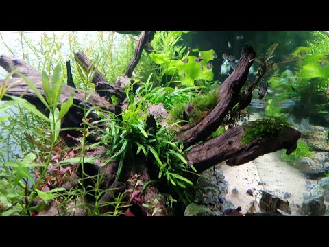 Juwel 240 Aquarium Mini Rescape – Cinematic Video – Episode 8