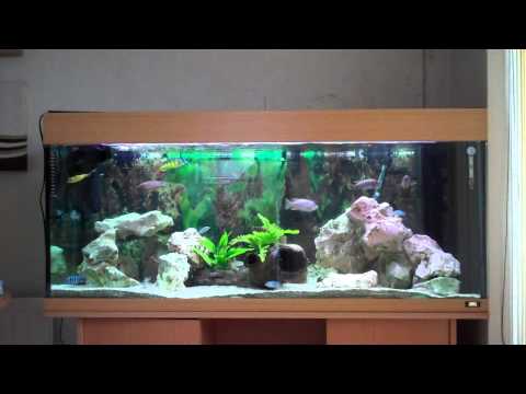 Juwel 300 Malawi Cichlid Aquarium – with wave maker, internal filters and both Haps and Mbuna.