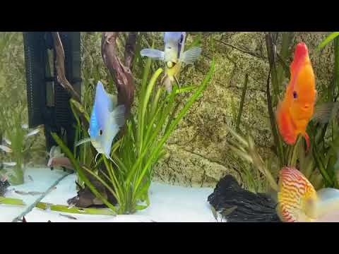 Juwel 350 Rio discus tank