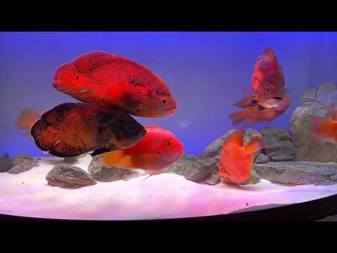 Juwel 450L Aquaruim Tank With My Parrot Fish and Tiger Oscar Fish