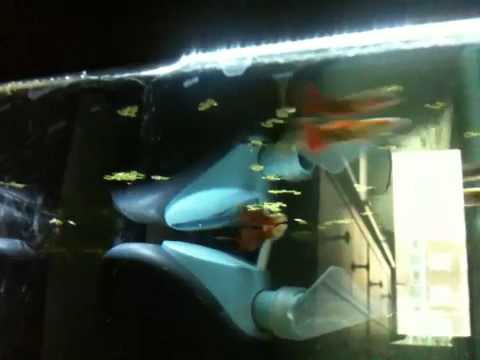 Juwel aquarium