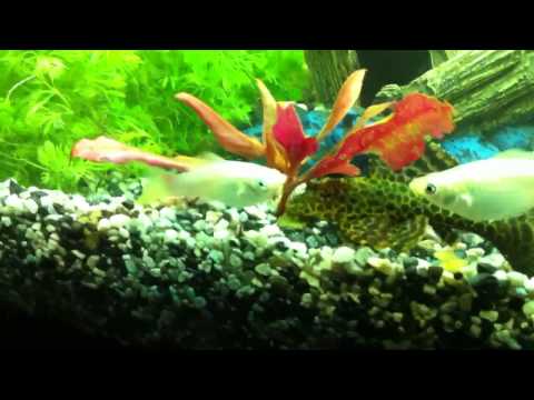 Juwel Aquarium